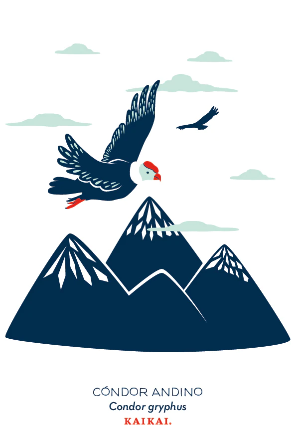 POSTAL AVES CHILENAS (CONDOR)