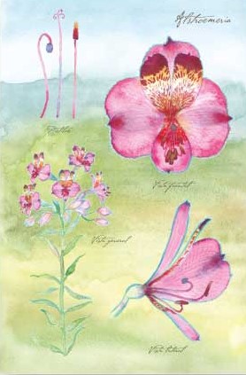 POSTAL ALSTROEMERIA