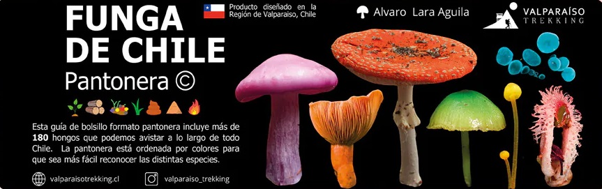 PANTONERA FUNGA DE CHILE