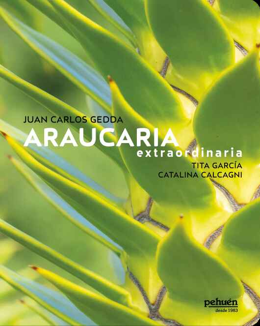 ARAUCARIA EXTRAORDINARIA