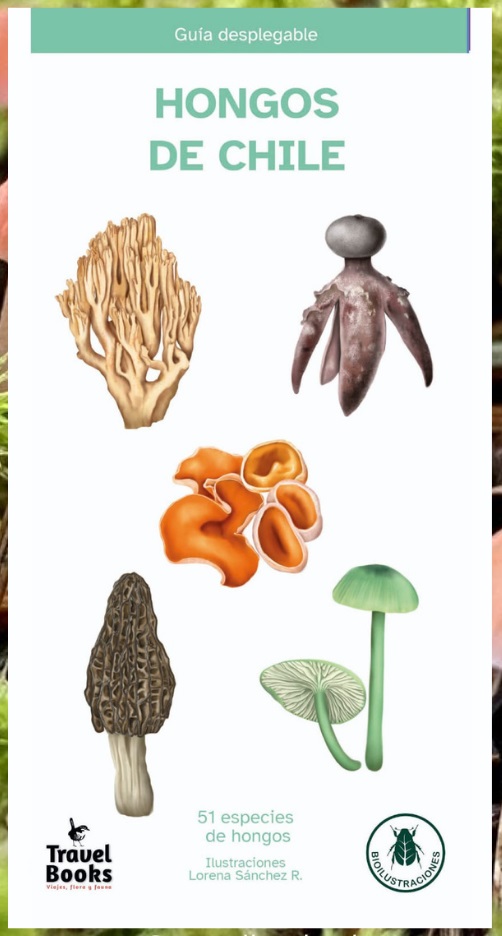 GUIA HONGOS DE CHILE DESPLEGABLE
